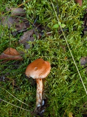 Cortinarius bolaris