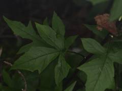 Nabalus trifoliolatus