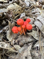Hygrocybe miniata