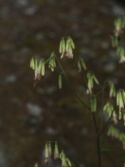 Nabalus trifoliolatus