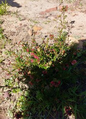 Hermannia ternifolia