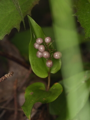 Maianthemum canadense
