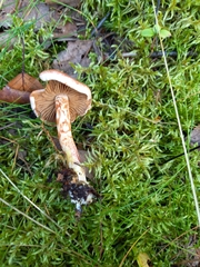 Cortinarius bolaris
