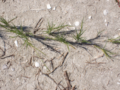 Sporobolus virginicus