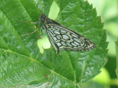 Heteropterus morpheus