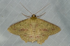 Herochroma baibarana