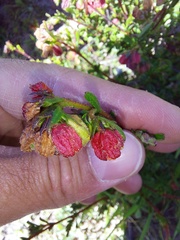 Hermannia ternifolia