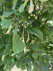 Tilia