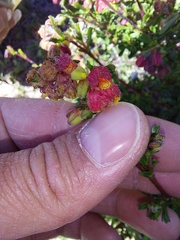 Hermannia ternifolia