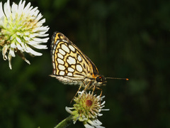 Heteropterus morpheus