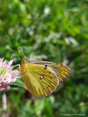 Colias hyale