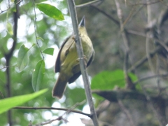 Dysithamnus stictothorax