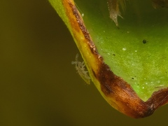 Entomobrya
