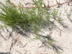 Sporobolus virginicus