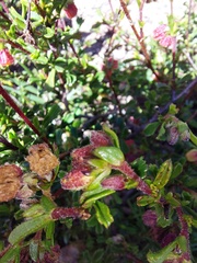 Hermannia ternifolia