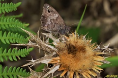 Hipparchia statilinus