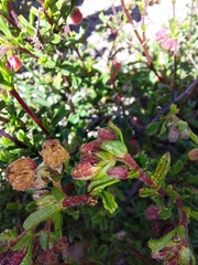 Hermannia ternifolia