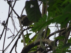 Dysithamnus stictothorax