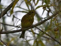 Emberiza citrinella