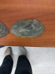 Pyganodon grandis