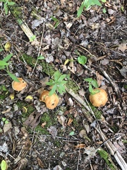 Suillus grevillei