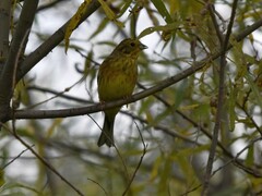 Emberiza citrinella