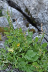 Oxyria digyna
