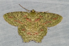 Herochroma urapteraria