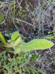 Tetragonia