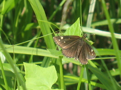 Heteropterus morpheus