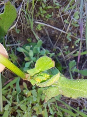 Tetragonia