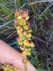 Tetragonia