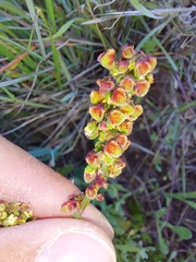Tetragonia