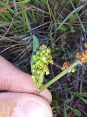 Tetragonia