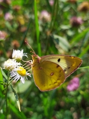 Colias hyale