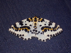 Abraxas grossulariata