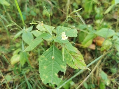 Impatiens parviflora