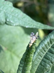 Neotephritis finalis