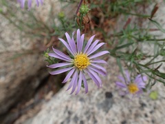 Symphyotrichum spathulatum