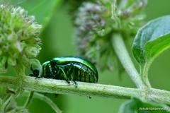 Chrysolina