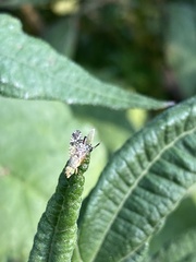 Neotephritis finalis