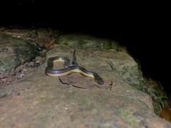 Opisthotropis lateralis