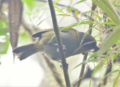 Chlorospingus semifuscus