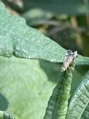 Neotephritis finalis