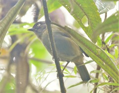 Chlorospingus semifuscus