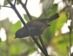 Chlorospingus semifuscus