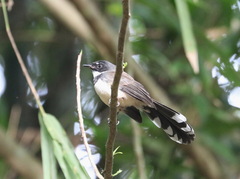 Rhipidura javanica