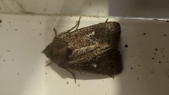 Pseudorthodes vecors