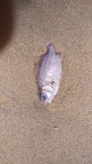 Neoniphon suborbitalis