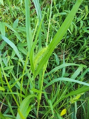 Setaria viridis